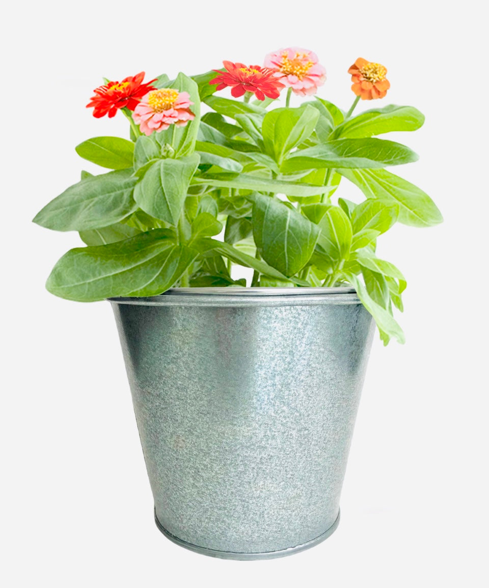 Kids Butterfly Garden in a Pail